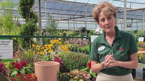 Pike Nurseries talks about container plants