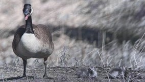 When geese attack!