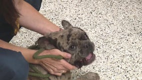 Dog found in abandoned Detroit house reunited with owner after 10 months