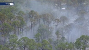 Impacts of wildfires on the Florida ecosystem