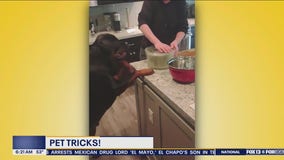 Pet Tricks for Friday, July 26