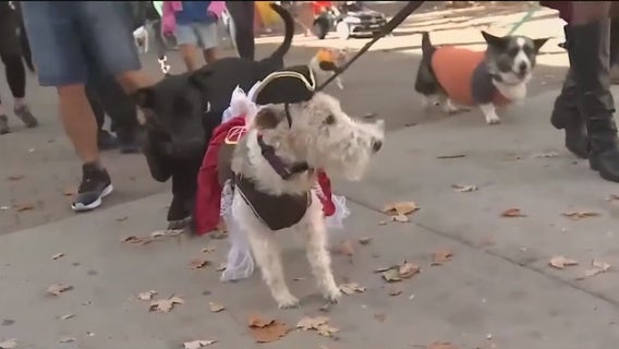 Keeping your pets safe on Halloween