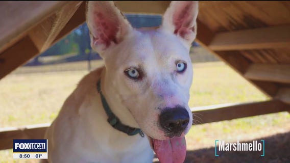 Pet of the day: Marshmello