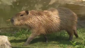 Capybaras steal the show at Brookfield Zoo Chicago