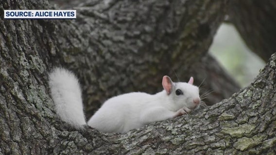 Rare white squirrel drawing attention on Florida's Space Coast