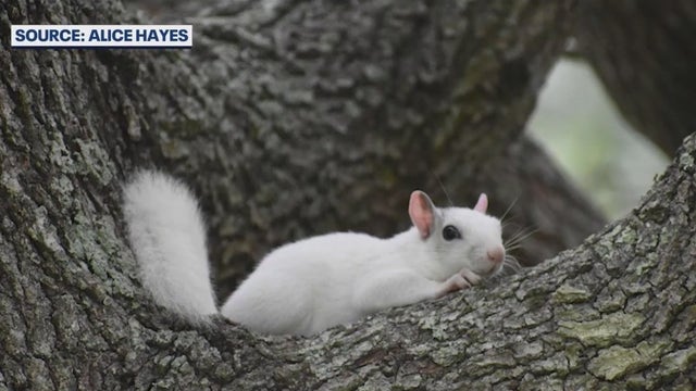 Rare white squirrel drawing attention on Florida's Space Coast