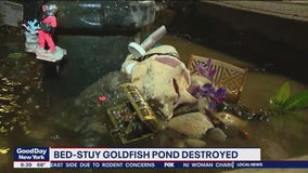 Brooklyn goldfish pond destroyed overnight