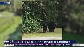Bear sightings in DeBary's Gemini Springs Park