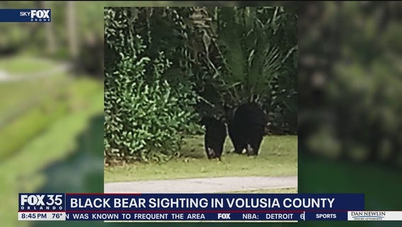 Bear sightings in DeBary's Gemini Springs Park