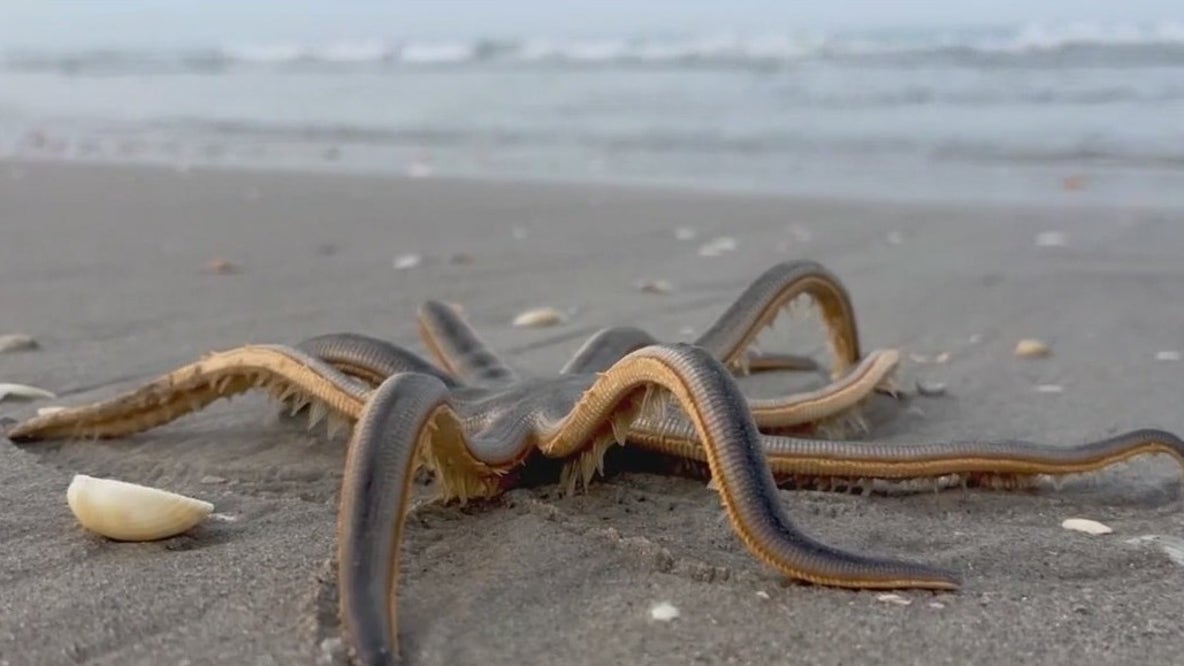 Unusual surge of 9-armed sea stars on Brevard coast