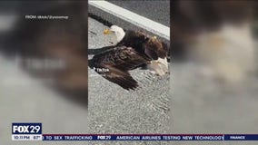 Eagles fan goes viral after rescuing injured eagle