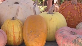 Picking the perfect pumpkin with Roger's Gardens