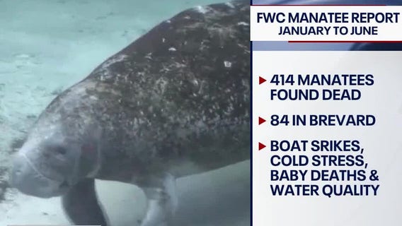 Brevard County manatee deaths spiking