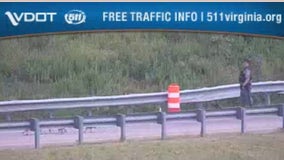 Geese take over Virginia interstate