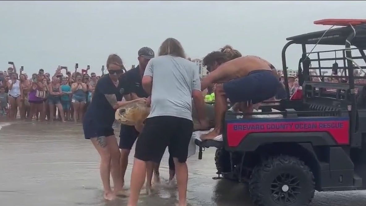 Massive 375 lb. sea turtle released back to sea