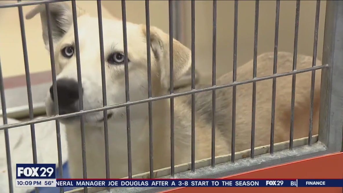 Can you adopt or foster a dog? ACCT Philly is making an urgent plea
