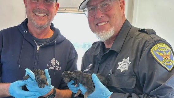 German Shepherd puppies born aboard SF whale-watching tour boat
