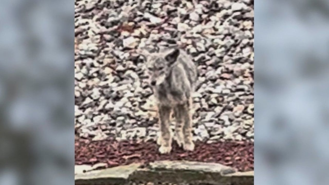 Coyote killing update 4 teens cited in fatal stomping of animal in