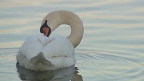 Commissioner budgets $19.5K for Lake Eola swans