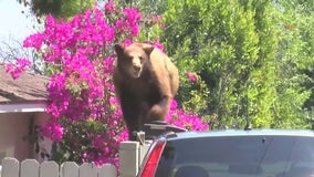 5 homes "broken into" by bear in Monrovia