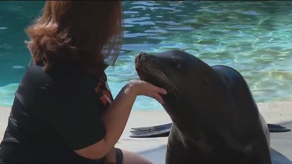 Diving into the lives of sea lions at Brookfield Zoo Chicago