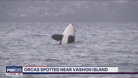 Orcas spotted near Vashon Island