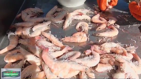 Possible radioactive shrimp recall: Where is the contamination coming from?