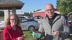 Picking strawberries at Jelli's Market