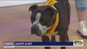 Adopt-A-Pet: Meet 3-year-old Butch