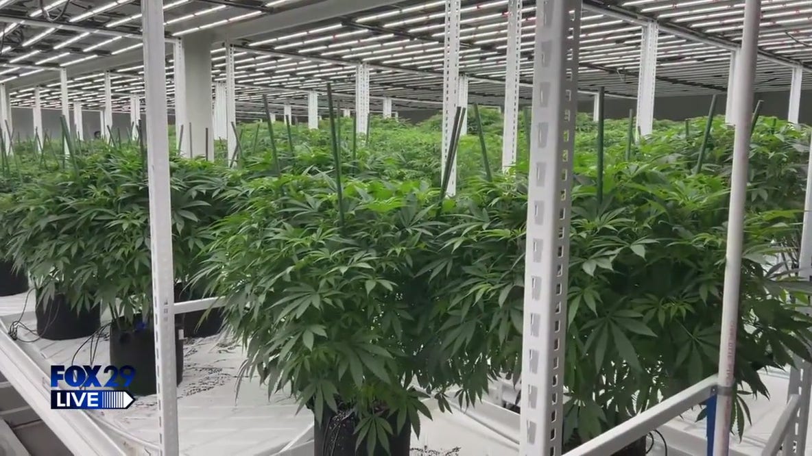 FOX 29 LIVE: Bill tours New Jersey cannabis growth, processing plant