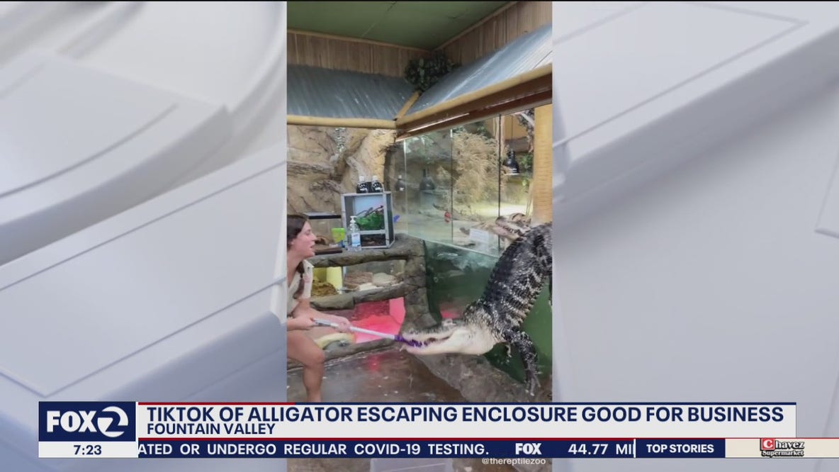 Viral Tiktok video of alligator escaping enclosure garner much business