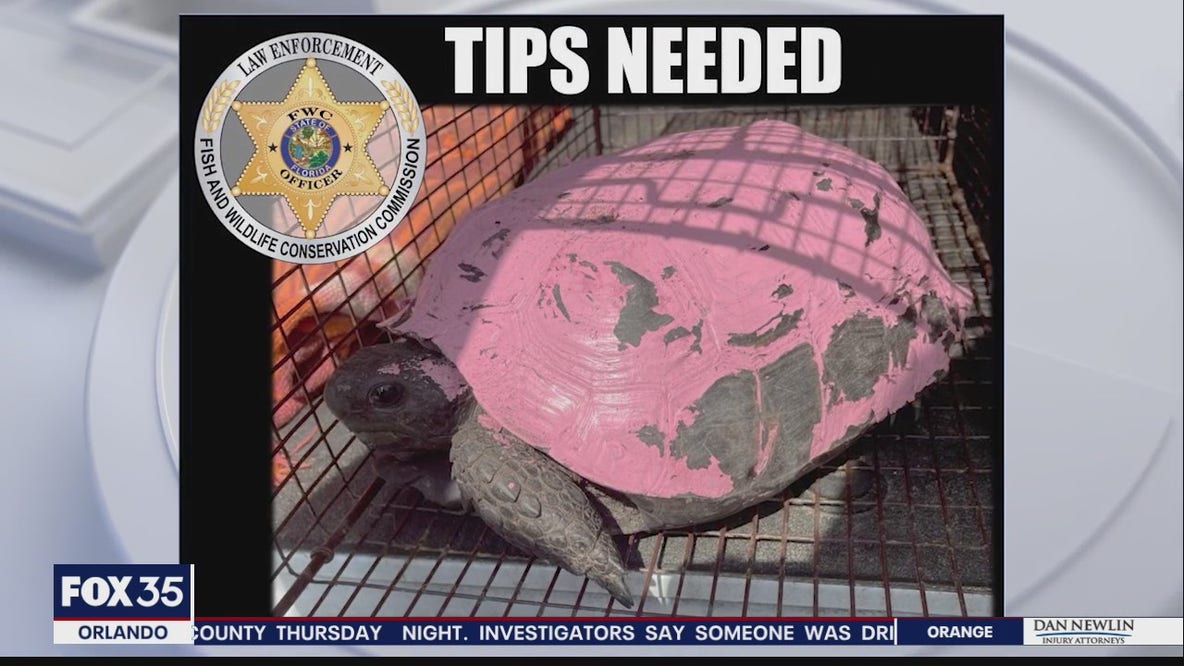 FWC officials searching for suspect after tortoise found with shell painted pink