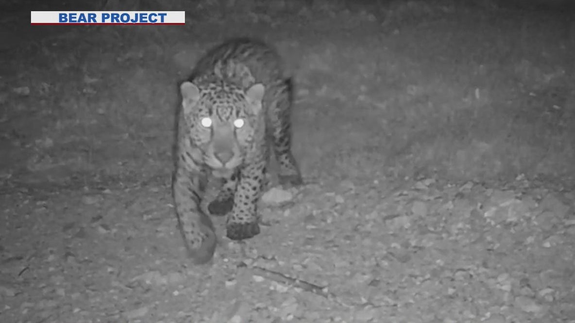 Jaguar sighting along US-Mexico border gives researchers hope