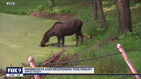 Minnesota Zoo opens to the public Friday