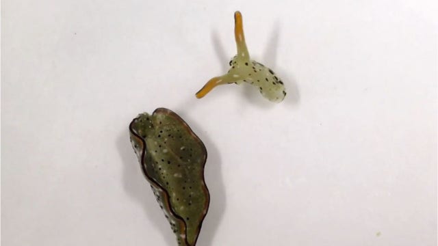 Popular beaches closed after warnings of stinging blue dragon sea slugs