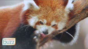 How Minnesota students are working to spoil "Min" the red panda