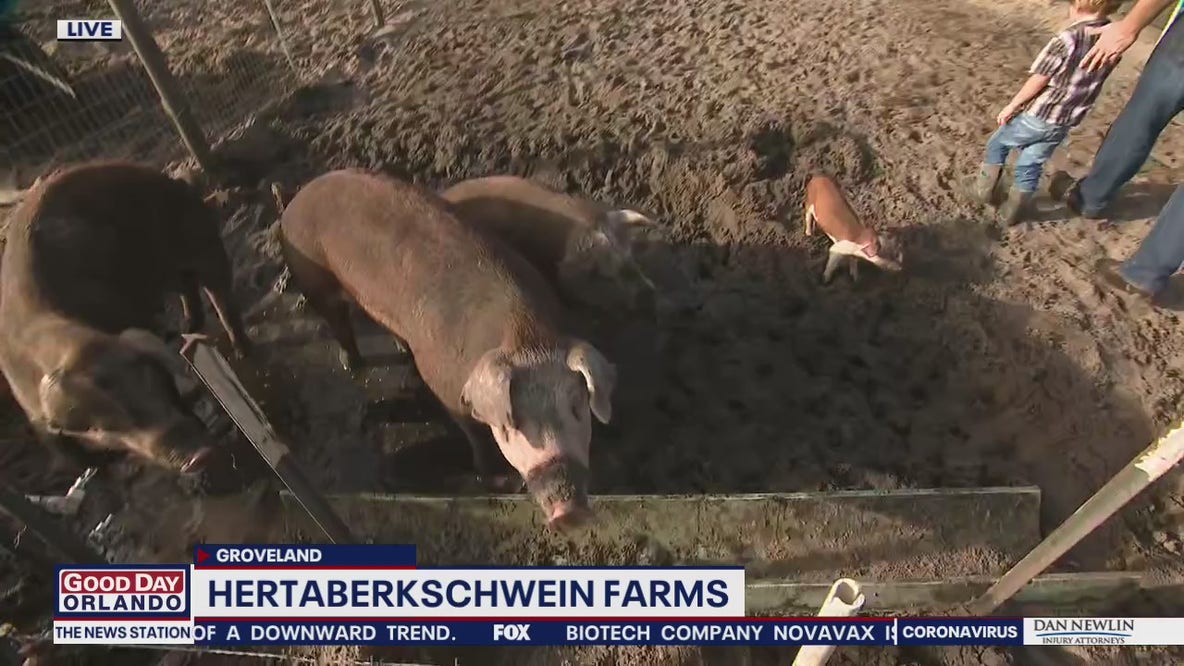 David Does It: Hertaberkschwein Farms