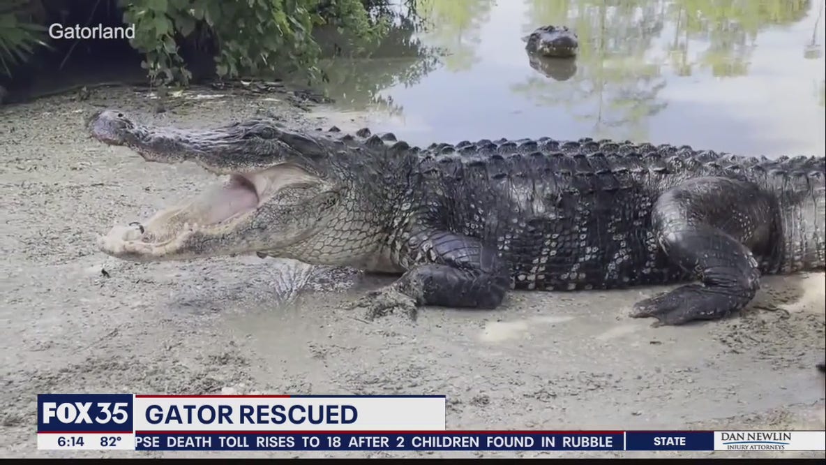 Gatorland wants you to help name their new 11-foot rescue alligator
