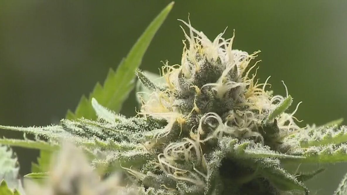 What’s up with marijuana in Texas this legislative session?
