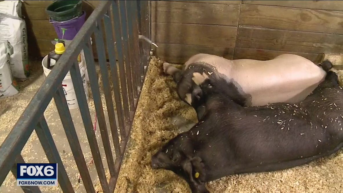 Ozaukee County Fair 4-H members beat the heat