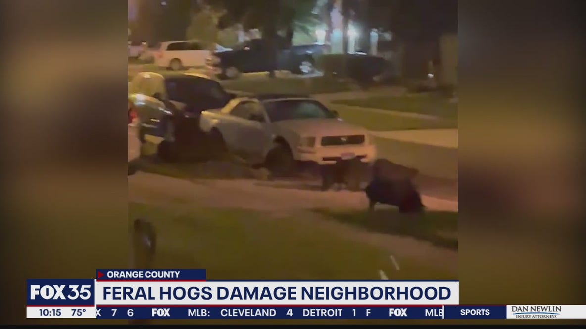 Feral hogs damage neighborhood