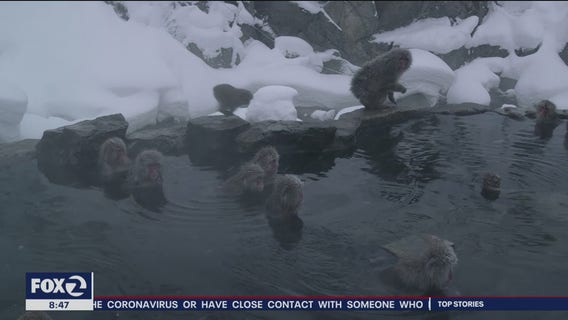 New season of 'Cosmos' debuts