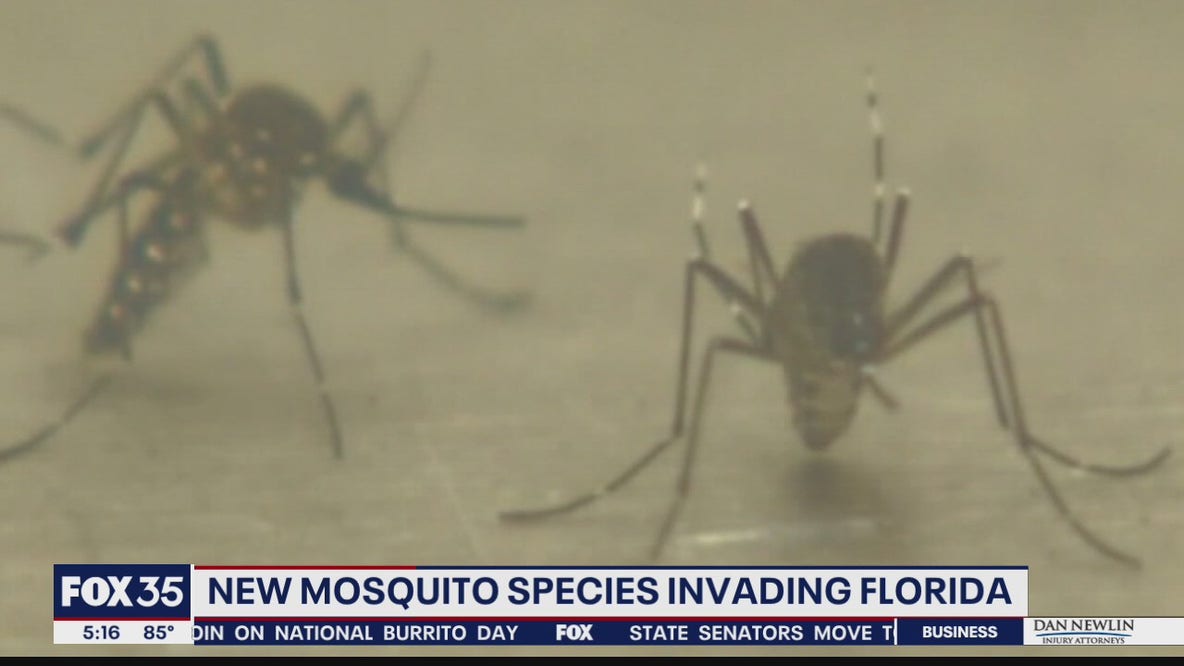 New mosquito species invades Florida
