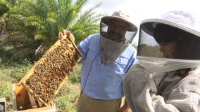 Bee farm in Myakka City lets you get a lesson and sweet treats from honey bees