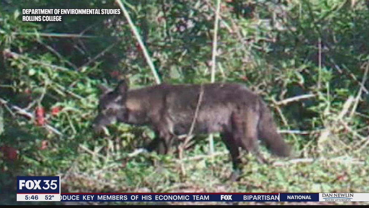 Rare black coyote spotted in Orange County