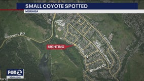 Another coyote seen in Moraga