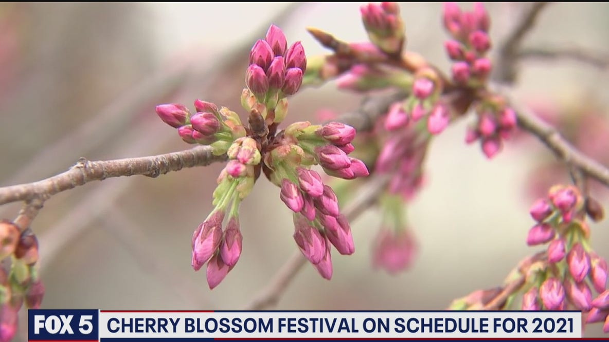 Cherry Blossom Festival on pace for 2021
