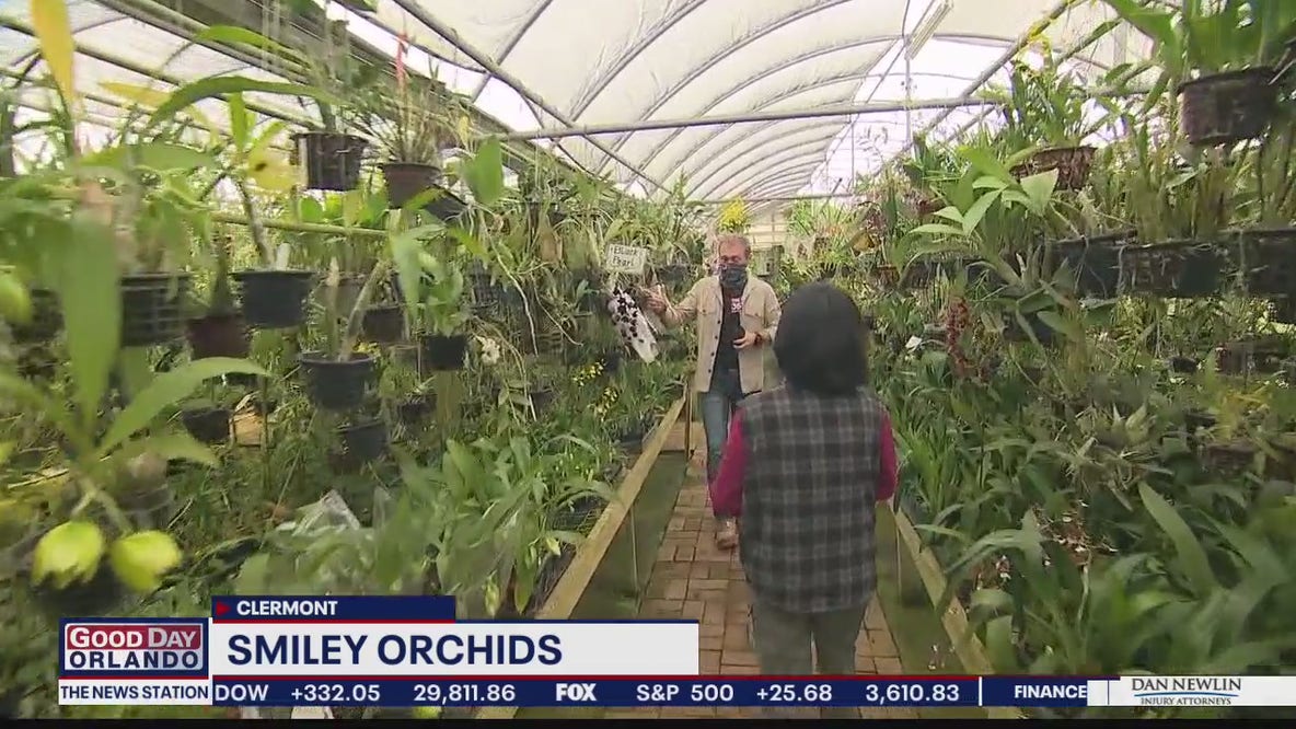Smiley Orchids in Clermont