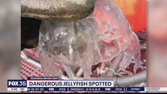 Dangerous jellyfish spotted at Cocoa Beach