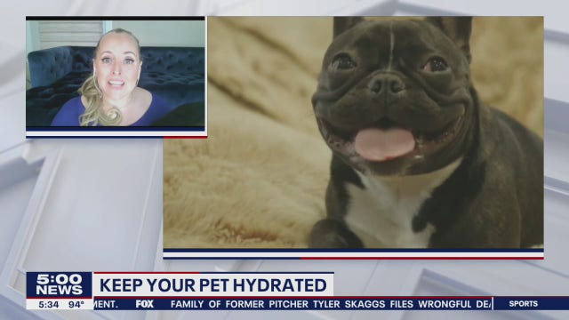 Tips to keep your pets safe in the heat